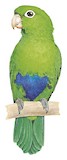 Blue-bellied Parrot Illustration