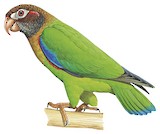 Brown-hooded Parrot Illustration