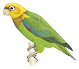 Saffron-headed Parrot Illustration