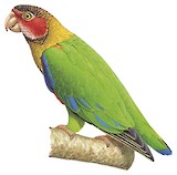 Rose-faced Parrot Illustration