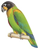 Orange-cheeked Parrot Illustration