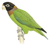 Caica Parrot Illustration