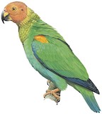 Bald Parrot Illustration