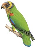 Vulturine Parrot Illustration