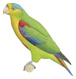 Fuertes's Parrot Illustration