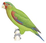 Red-faced Parrot Illustration