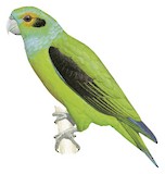 Black-winged Parrot Illustration