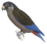 Dusky Parrot Illustration