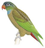 Red-billed Parrot Illustration