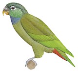 Scaly-headed Parrot Illustration