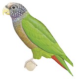 Plum-crowned Parrot Illustration