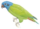 Blue-headed Parrot Illustration