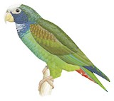 White-crowned Parrot Illustration