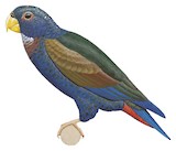 Bronze-winged Parrot Illustration