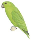 Short-tailed Parrot Illustration