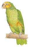 Yellow-faced Parrot Illustration