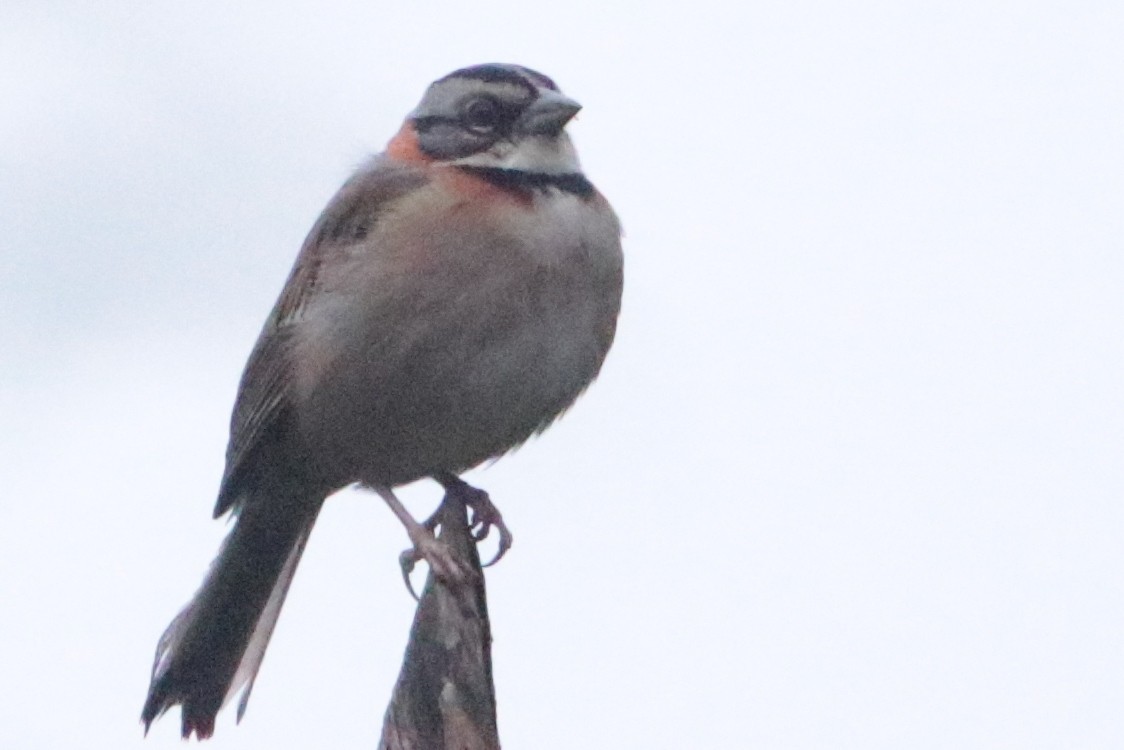 Rufous-collared Sparrow - Bradley Hacker 🦜