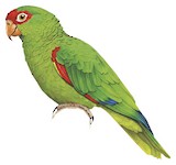 Red-spectacled Amazon Illustration