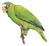 White-fronted Amazon Illustration