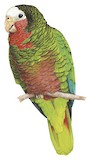 Cuban Amazon Illustration