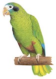 Hispaniolan Amazon Illustration