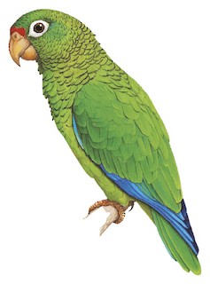 Puerto rican hot sale parakeet