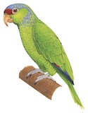 Lilac-crowned Amazon Illustration