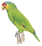 Red-lored Amazon Illustration