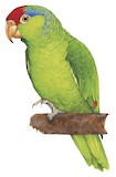 Red-crowned Amazon Illustration