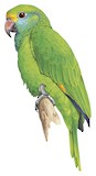 Blue-cheeked Amazon Illustration