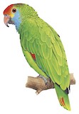 Red-browed Amazon Illustration