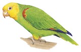 Yellow-headed Amazon Illustration