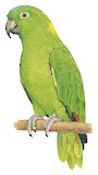 Yellow-naped Amazon Illustration