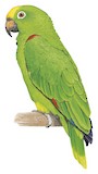 Yellow-crowned Amazon Illustration