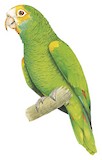 Yellow-shouldered Amazon Illustration