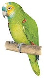 Turquoise-fronted Amazon Illustration