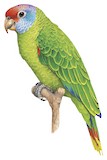 Red-tailed Amazon Illustration