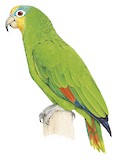 Orange-winged Amazon Illustration