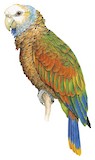 St. Vincent Amazon Illustration