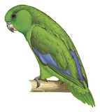 Dusky-billed Parrotlet Illustration