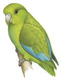 Mexican Parrotlet Illustration