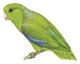 Green-rumped Parrotlet Illustration