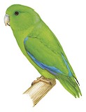 Turquoise-winged Parrotlet Illustration