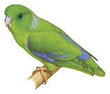 Cobalt-rumped Parrotlet Illustration