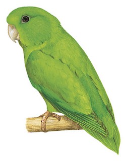 Spectacled Parrotlet - Forpus conspicillatus - Birds of the World