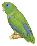 Spectacled Parrotlet Illustration