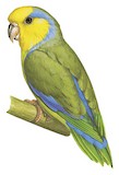 Yellow-faced Parrotlet Illustration