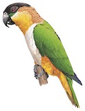 Black-headed Parrot Illustration