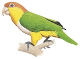 White-bellied Parrot Illustration