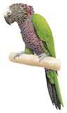 Red-fan Parrot Illustration